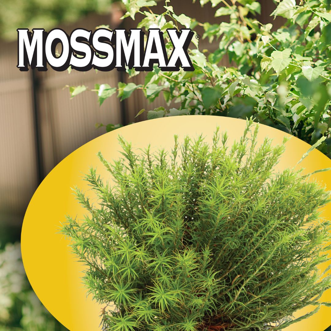 MossMax Granular- Bonide – 6 lb